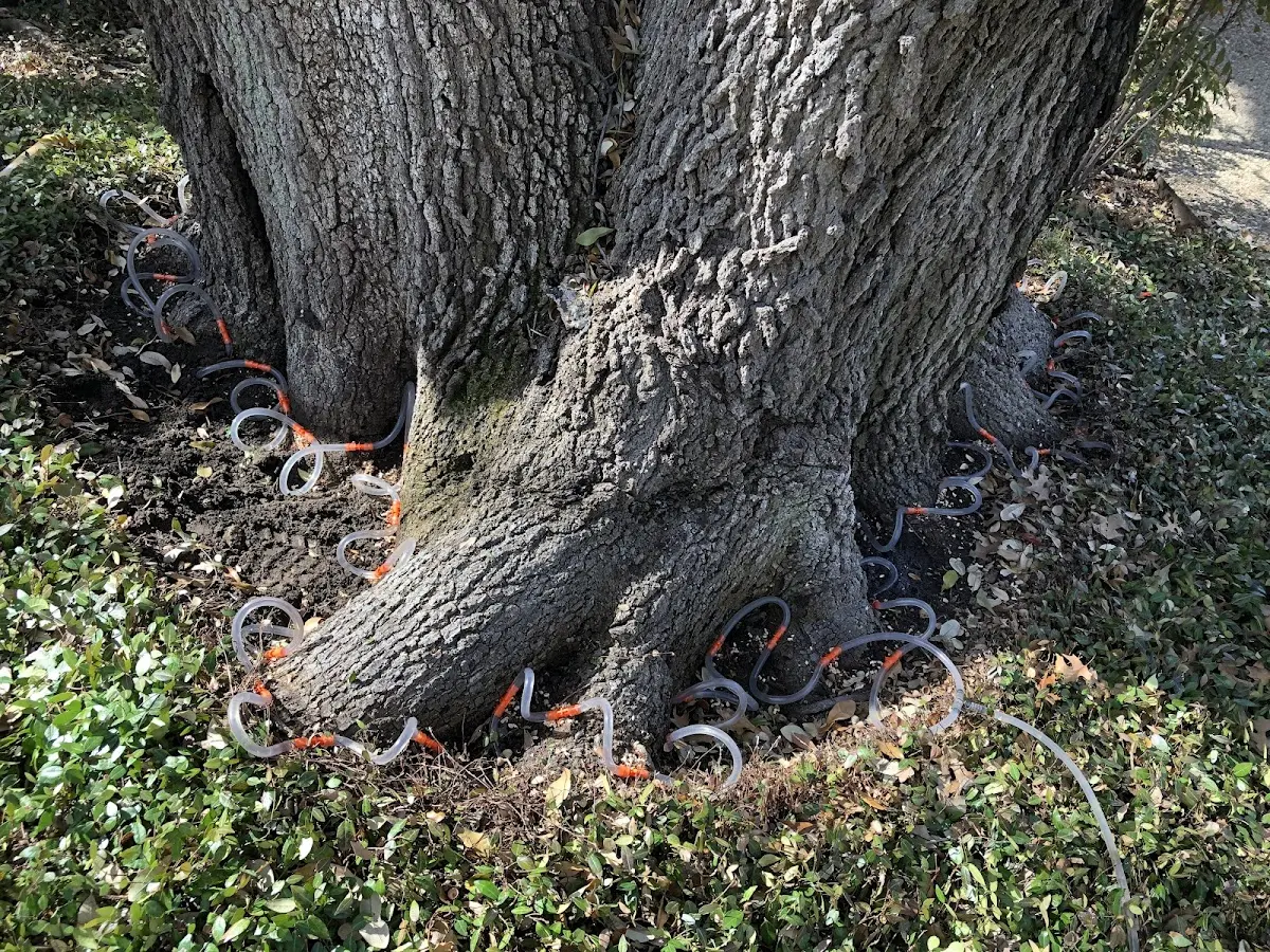 Detailed Tree Cabling and Bracing job site in Elmhurst