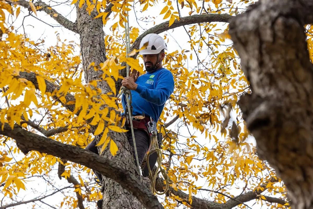 Skilled Dead Tree Removal crew working in Elmhurst