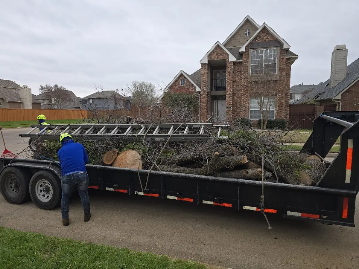 Expert Deadwooding with proper safety equipment in Elmhurst